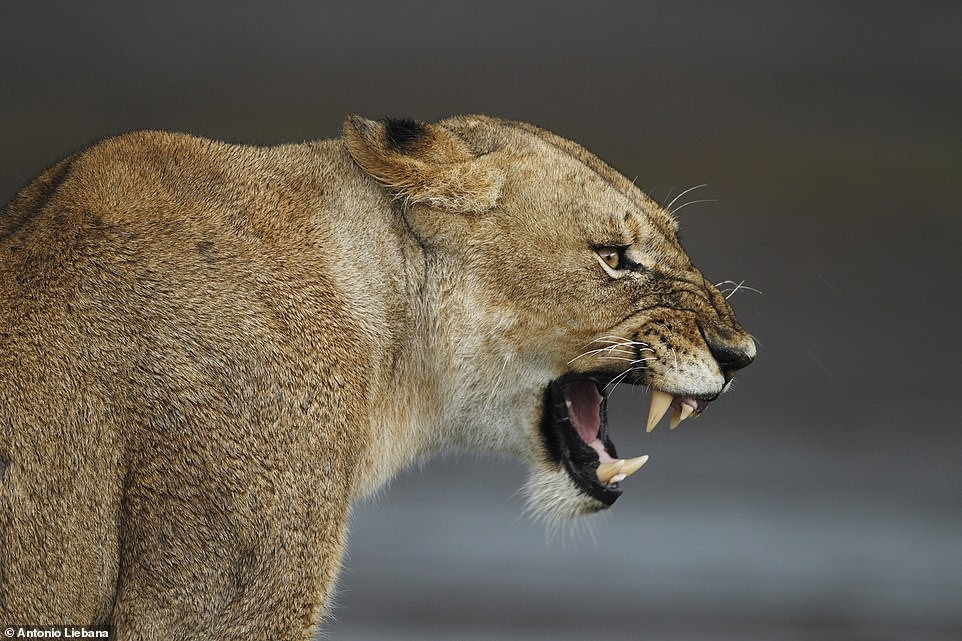 Ảnh hiếm về sư tử châu Phi trước bờ vực tuyệt chủng ảnh 11