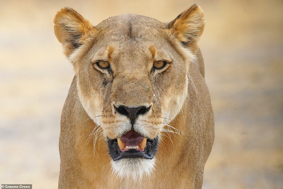 Ảnh hiếm về sư tử châu Phi trước bờ vực tuyệt chủng ảnh 8