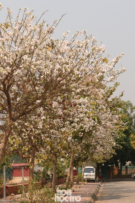 Những cây ban men theo bờ của cánh đồng mênh mông bất tận. Xuân này ghé Điện Biên: Sắc ban trắng vẽ nên một “nàng thơ” Tây Bắc mộng mơ ảnh 6
