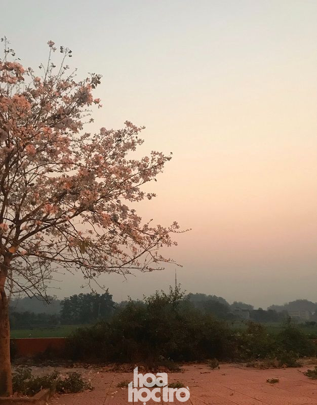 Khung cảnh thơ mộng vào buổi chiều tà. Xuân này ghé Điện Biên: Sắc ban trắng vẽ nên một “nàng thơ” Tây Bắc mộng mơ ảnh 5