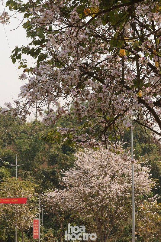 Hoa ban nở rộ chào đón du khách ngay tại Cổng chào Thành phố Điện Biên Phủ. Xuân này ghé Điện Biên: Sắc ban trắng vẽ nên một “nàng thơ” Tây Bắc mộng mơ ảnh 1