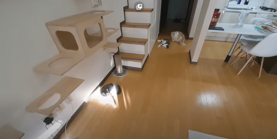 YouTuber xứ Hàn bị tố nhốt chó, bỏ đói mèo, hành hạ hamster đến chết khiến netizen phẫn nộ ảnh 3