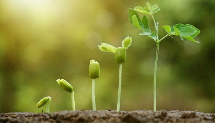 Có cách nào để em có thể ra quyết định sáng suốt trong mọi vấn đề không? ảnh 1