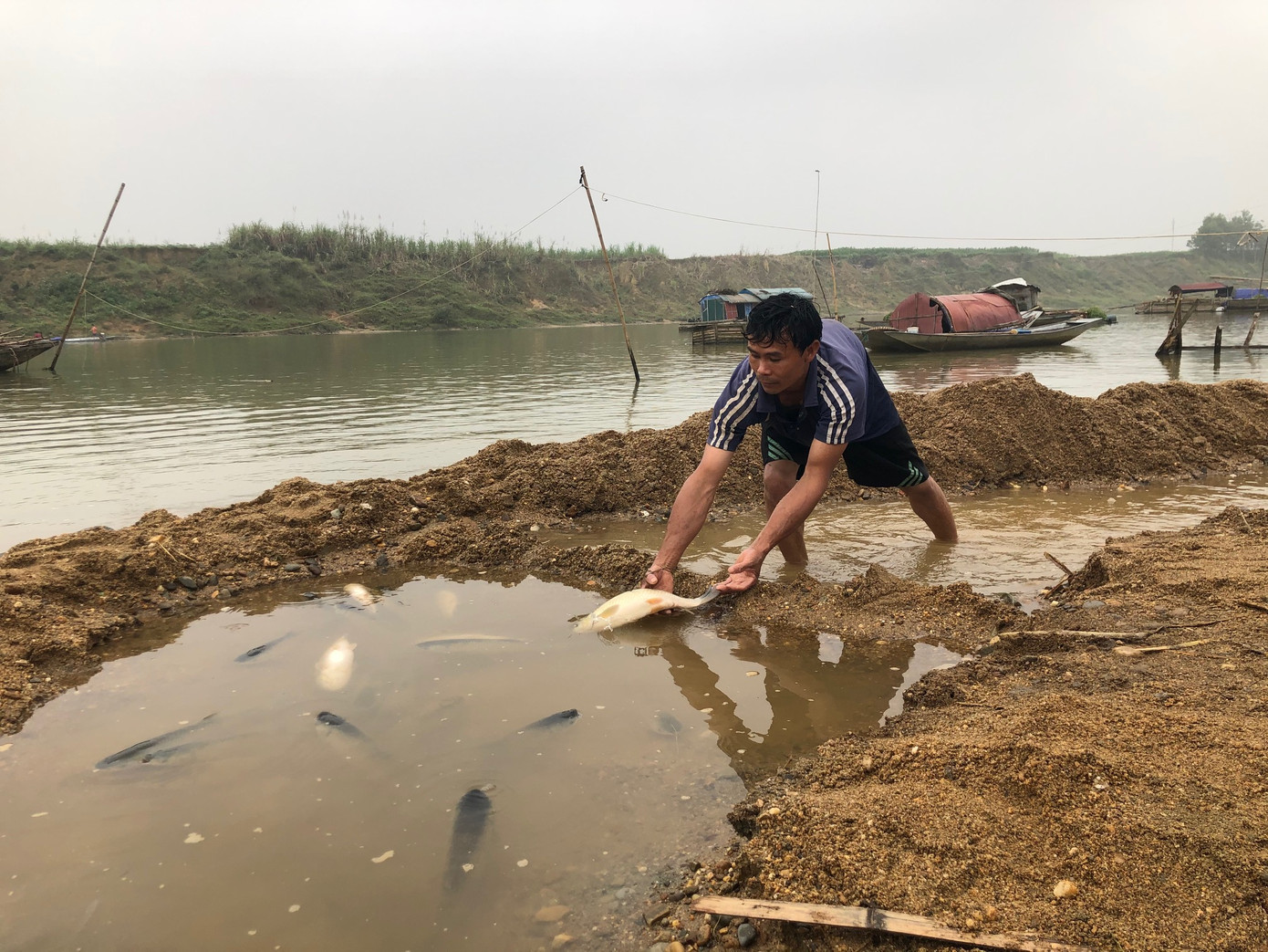 Cá lồng trên sông Chu chết bất thường ảnh 4