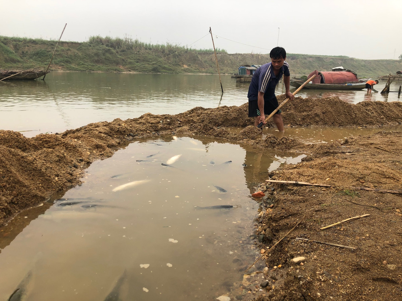 Cá lồng trên sông Chu chết bất thường ảnh 6