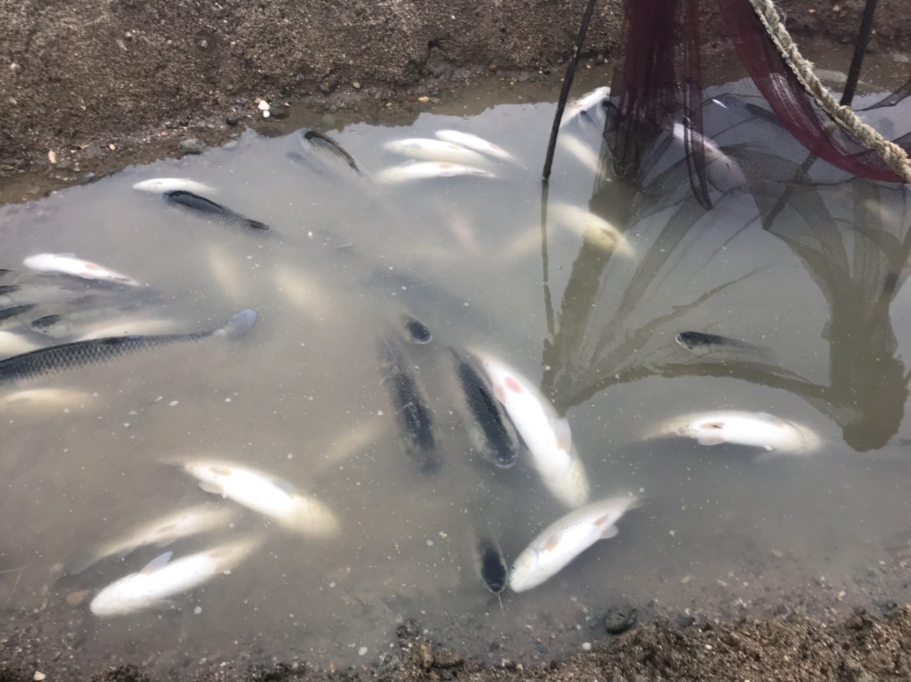 Cá lồng trên sông Chu chết bất thường ảnh 1