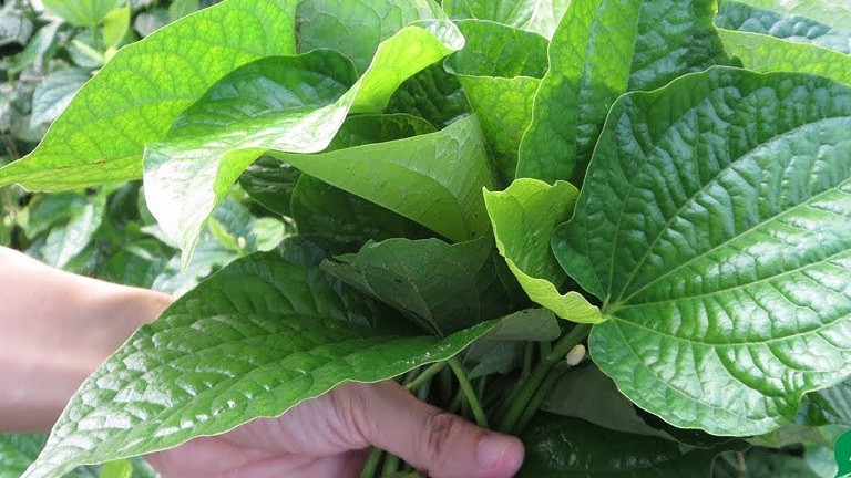 Lá lốt: Cực tốt và cực độc, biết mà tránh kẻo mang họa vào thân ảnh 1