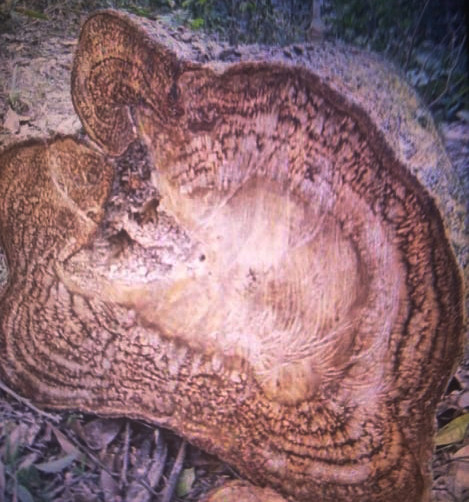 Rừng phòng hộ ở Phúc Yên 'chảy máu’ ảnh 1