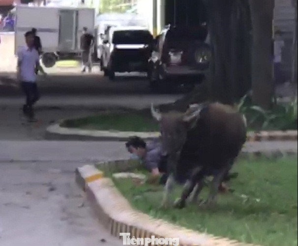 Trâu ‘điên’ lao vào công ty húc người ảnh 4