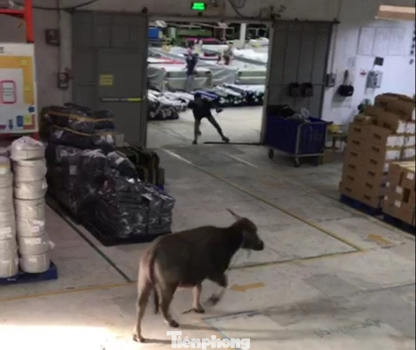 Trâu ‘điên’ lao vào công ty húc người ảnh 1