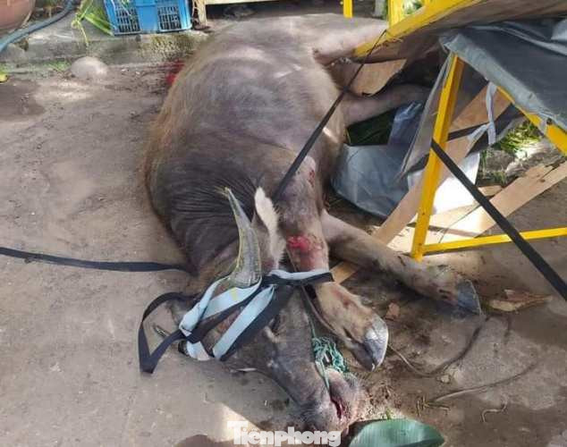 Trâu ‘điên’ lao vào công ty húc người ảnh 5