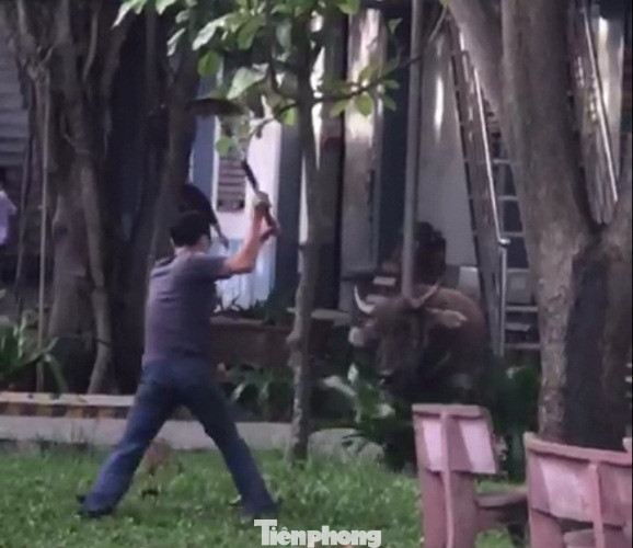 Trâu ‘điên’ lao vào công ty húc người ảnh 3