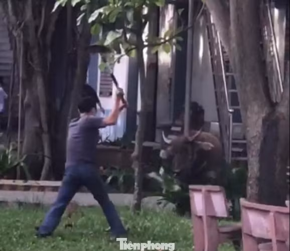Trâu ‘điên’ lao vào công ty húc người ảnh 3