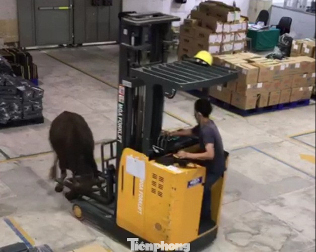 Trâu ‘điên’ lao vào công ty húc người ảnh 2