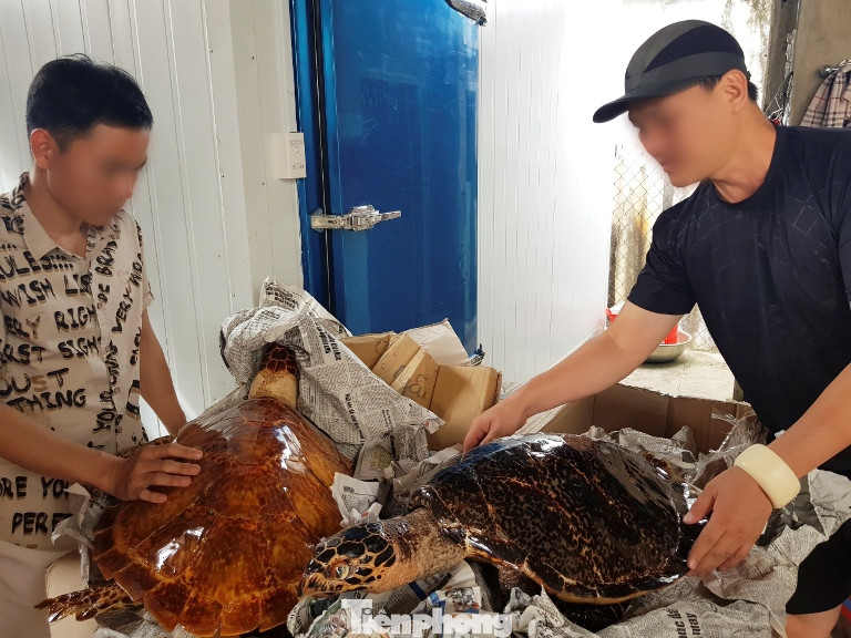 Bắt quả tang vụ buôn bán rùa biển quy mô lớn ảnh 1
