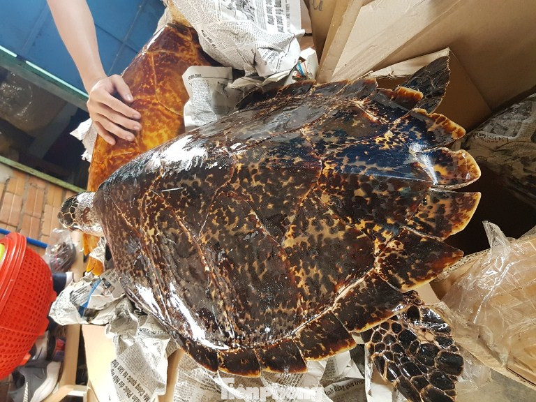 Bắt quả tang vụ buôn bán rùa biển quy mô lớn ảnh 2