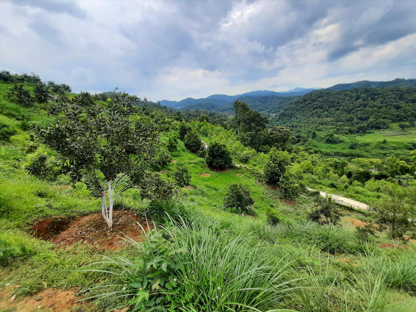 Ma trận gọi vốn đa cấp thời 4.0: Sự thật những vùng nguyên liệu trăm ha ảnh 3