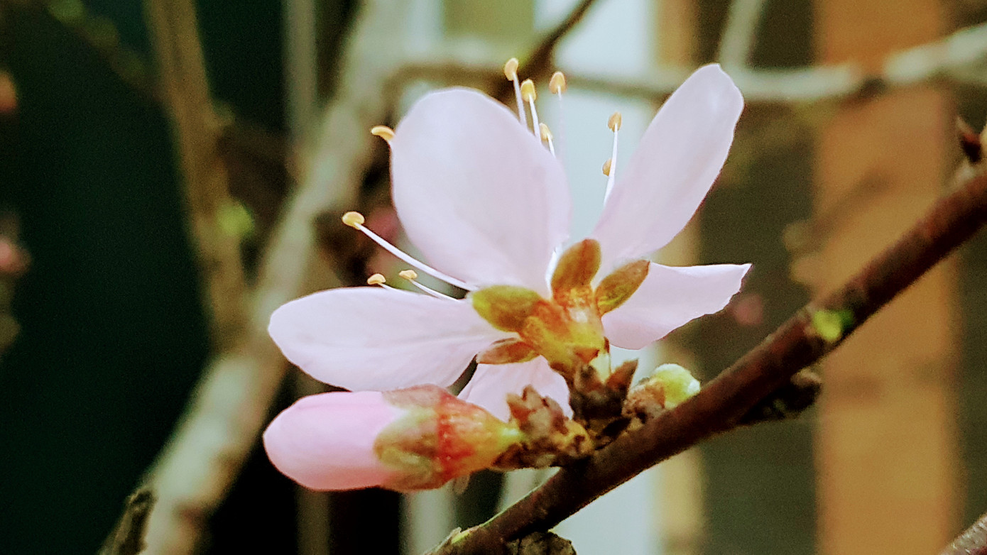 Rừng đào trong thành phố ảnh 1