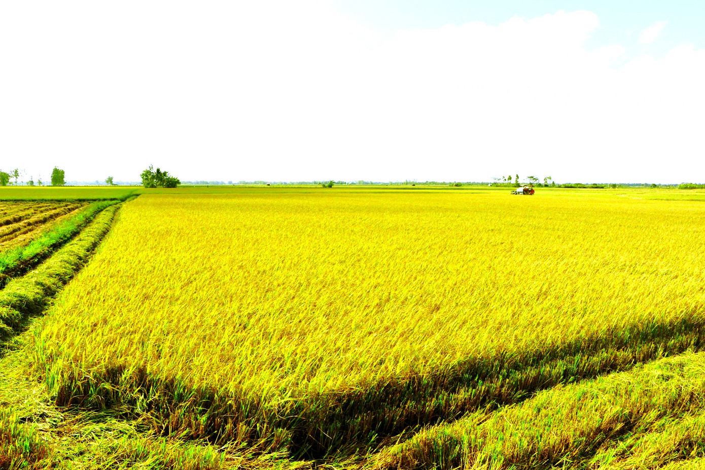 Ðưa Sóc Trăng phát triển nhanh, bền vững ảnh 1