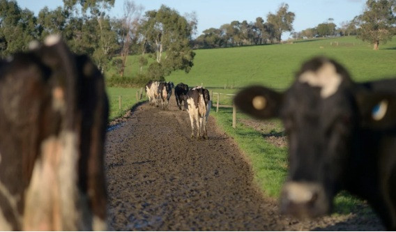 Phe bênh Trung Quốc ở Úc ‘tắt tiếng’ ảnh 1