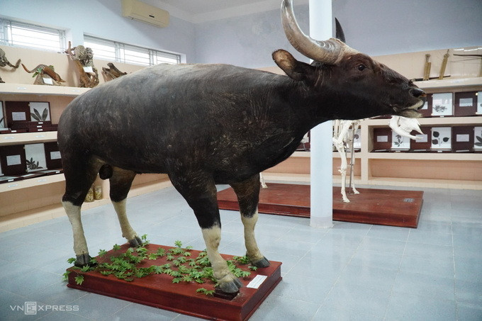 Đàn bò tót béo tốt của ông nông dân ảnh 3