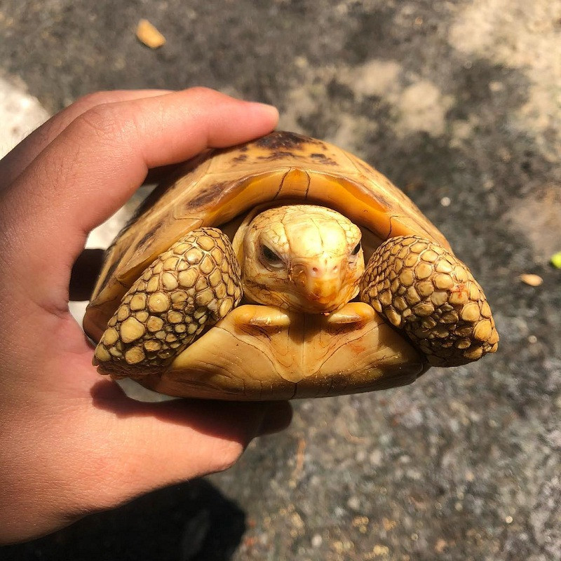 1001 thắc mắc: Vì sao rùa rụt được đầu vào trong mai? ảnh 2