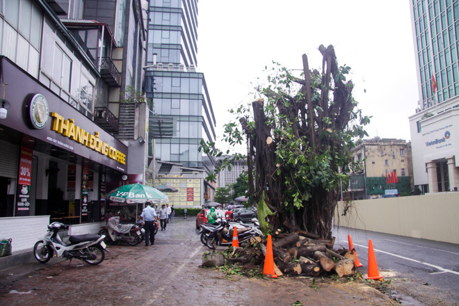 Lo ngại mất trộm, Hà Nội mặc 'áo giáp sắt' cho hàng sưa đỏ ảnh 16