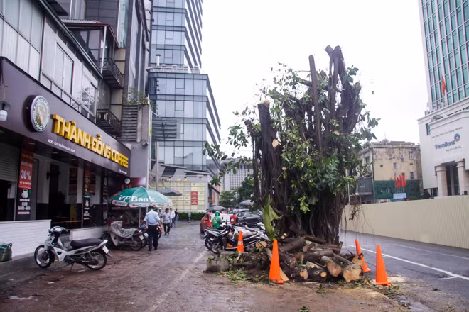 Lo ngại mất trộm, Hà Nội mặc 'áo giáp sắt' cho hàng sưa đỏ ảnh 16
