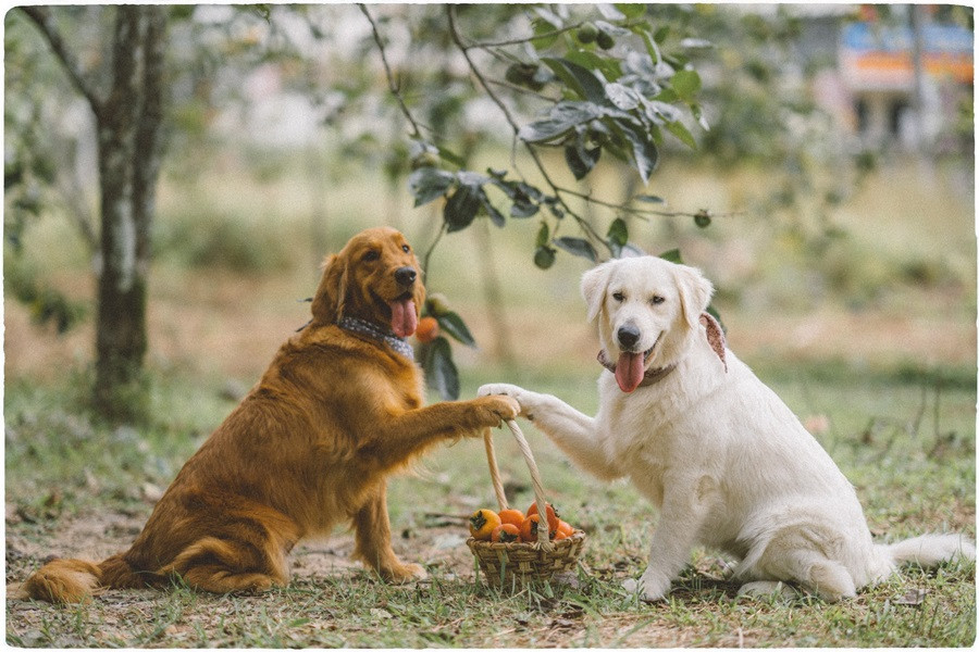 Chàng trai 9x mang 'bạn đồng hành đặc biệt' rong ruổi trên những chuyến đi ảnh 2
