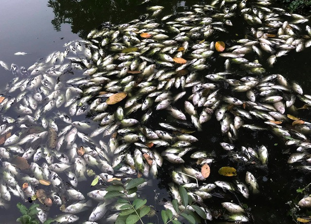 Bản tin 8H: Phụ huynh treo băng rôn phản đối hiệu trưởng nhậm chức ảnh 1