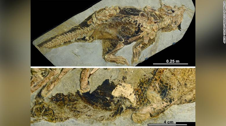 Hóa thạch tiết lộ cách khủng long đi vệ sinh và giao phối ảnh 1