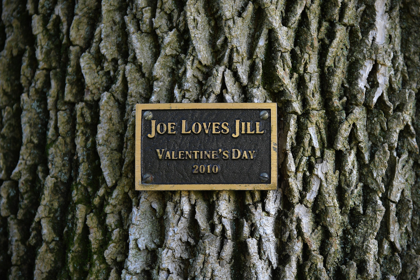 ‘Choáng ngợp’ kiến trúc dinh thự dành riêng cho Phó Tổng thống Mỹ ảnh 13