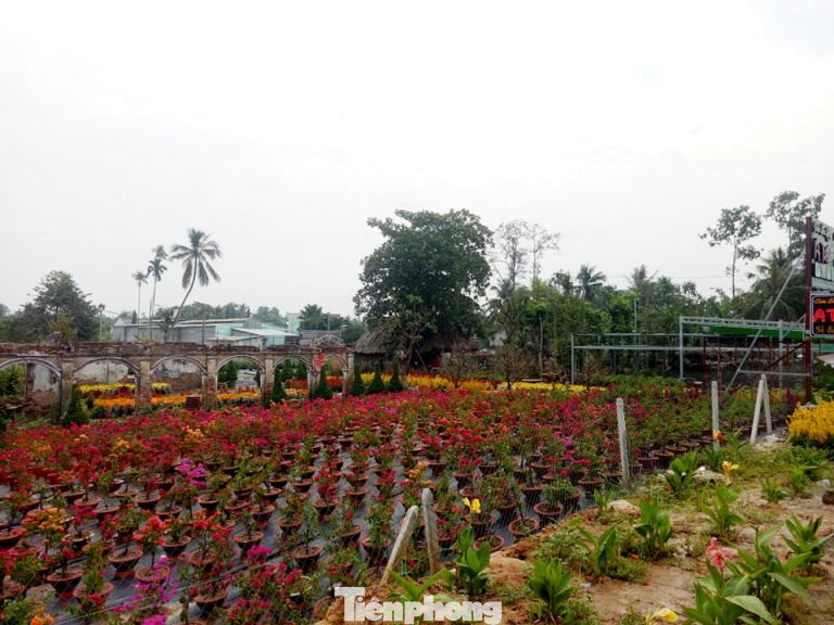 Làng hoa Tết đìu hiu, bán rẻ như cho vẫn ế ẩm ảnh 3