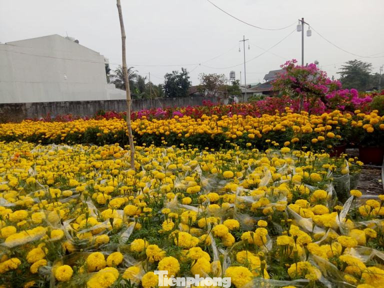 Làng hoa Tết đìu hiu, bán rẻ như cho vẫn ế ẩm ảnh 2