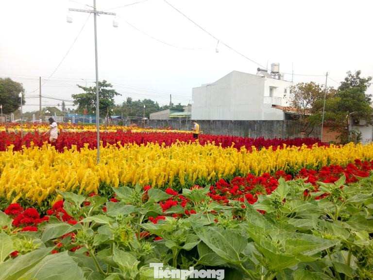 Làng hoa Tết đìu hiu, bán rẻ như cho vẫn ế ẩm ảnh 4