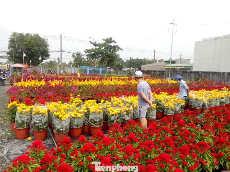 Làng hoa Tết đìu hiu, bán rẻ như cho vẫn ế ẩm ảnh 5