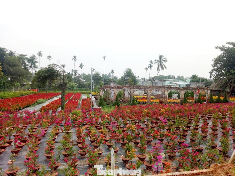 Làng hoa Tết đìu hiu, bán rẻ như cho vẫn ế ẩm ảnh 1