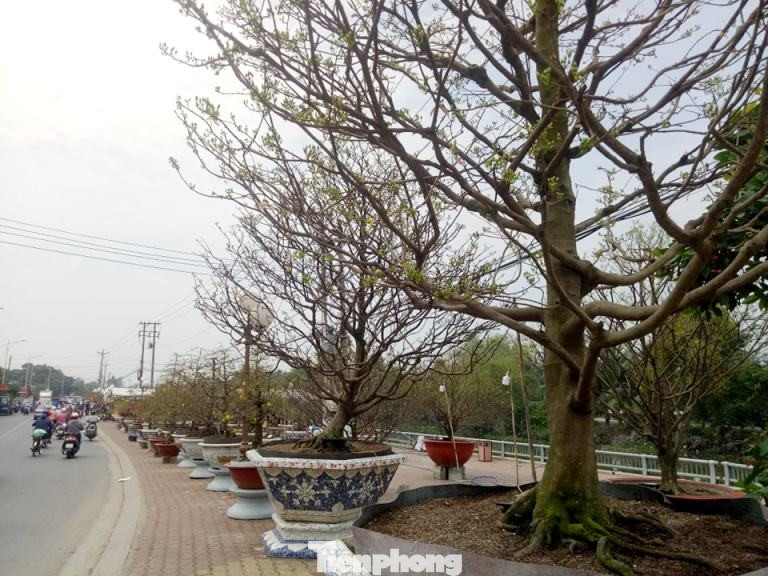 Làng hoa Tết đìu hiu, bán rẻ như cho vẫn ế ẩm ảnh 6