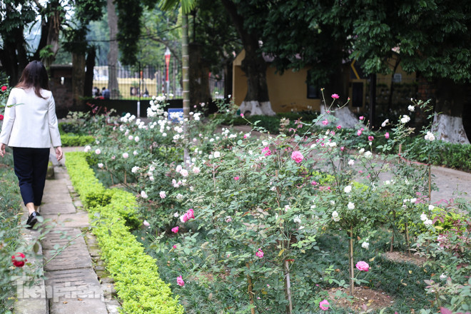 Vườn hồng cổ khoe sắc ở Hoàng Thành Thăng Long ảnh 2
