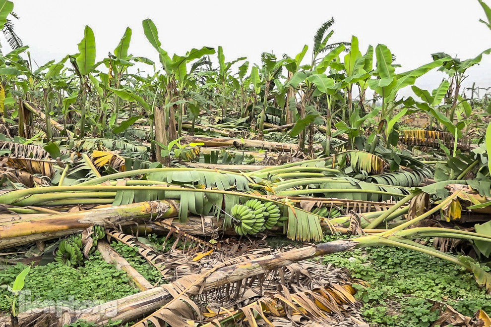 Nông dân Hưng Yên tự chặt bỏ hàng trăm gốc chuối ảnh 2
