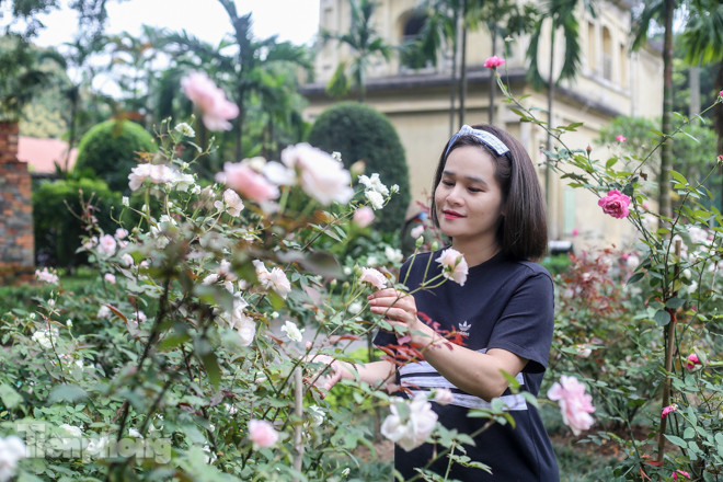 Vườn hồng cổ khoe sắc ở Hoàng Thành Thăng Long ảnh 6