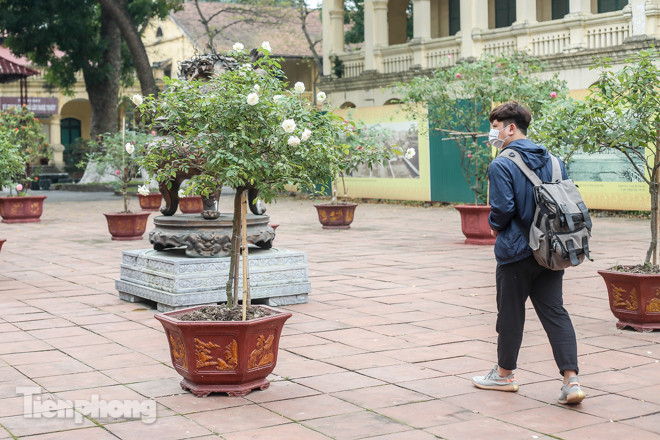 Vườn hồng cổ khoe sắc ở Hoàng Thành Thăng Long ảnh 7