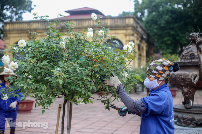 Vườn hồng cổ khoe sắc ở Hoàng Thành Thăng Long ảnh 8