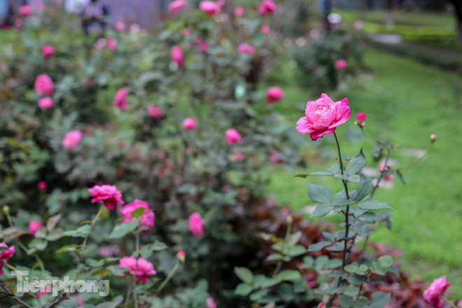 Vườn hồng cổ khoe sắc ở Hoàng Thành Thăng Long ảnh 5