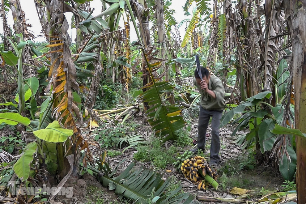 Nông dân Hưng Yên tự chặt bỏ hàng trăm gốc chuối ảnh 7