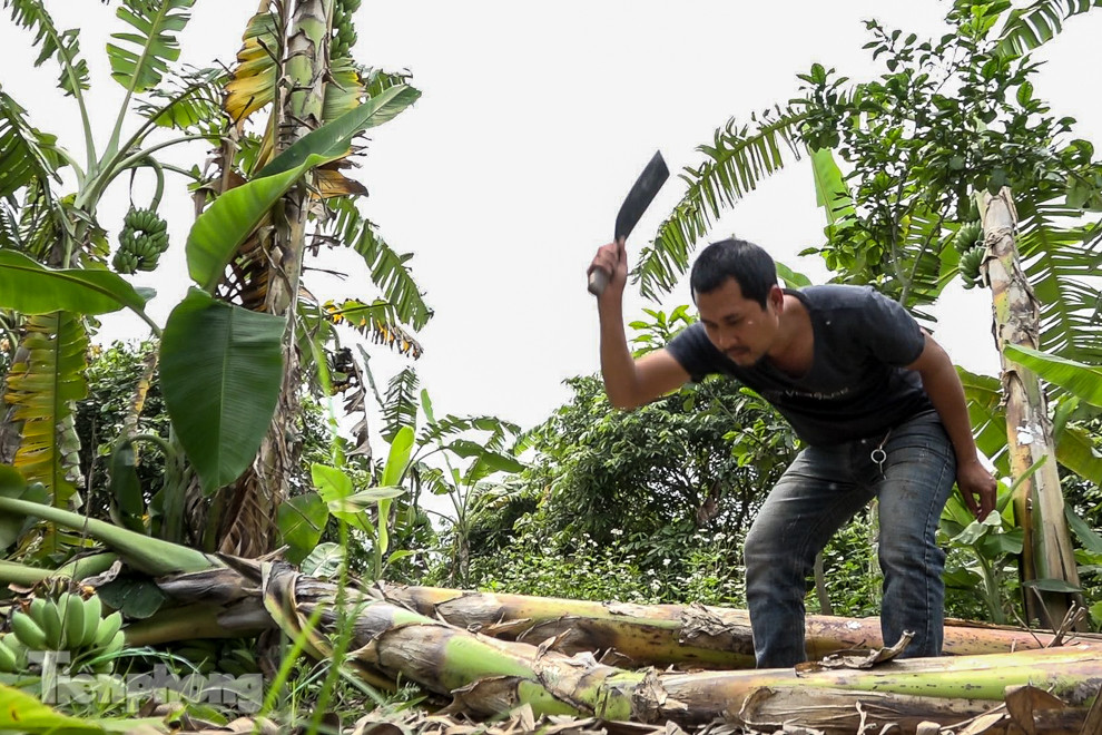 Nông dân Hưng Yên tự chặt bỏ hàng trăm gốc chuối ảnh 6