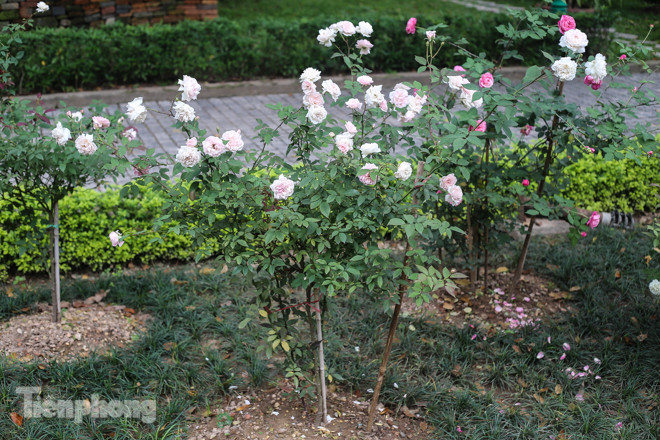 Vườn hồng cổ khoe sắc ở Hoàng Thành Thăng Long ảnh 10