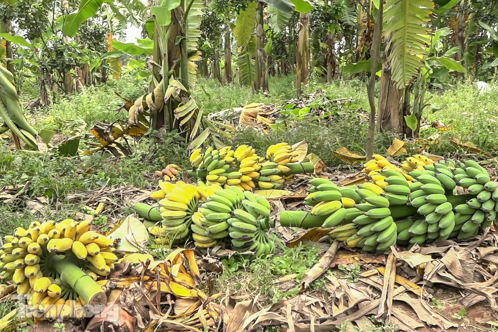 Nông dân Hưng Yên tự chặt bỏ hàng trăm gốc chuối ảnh 4