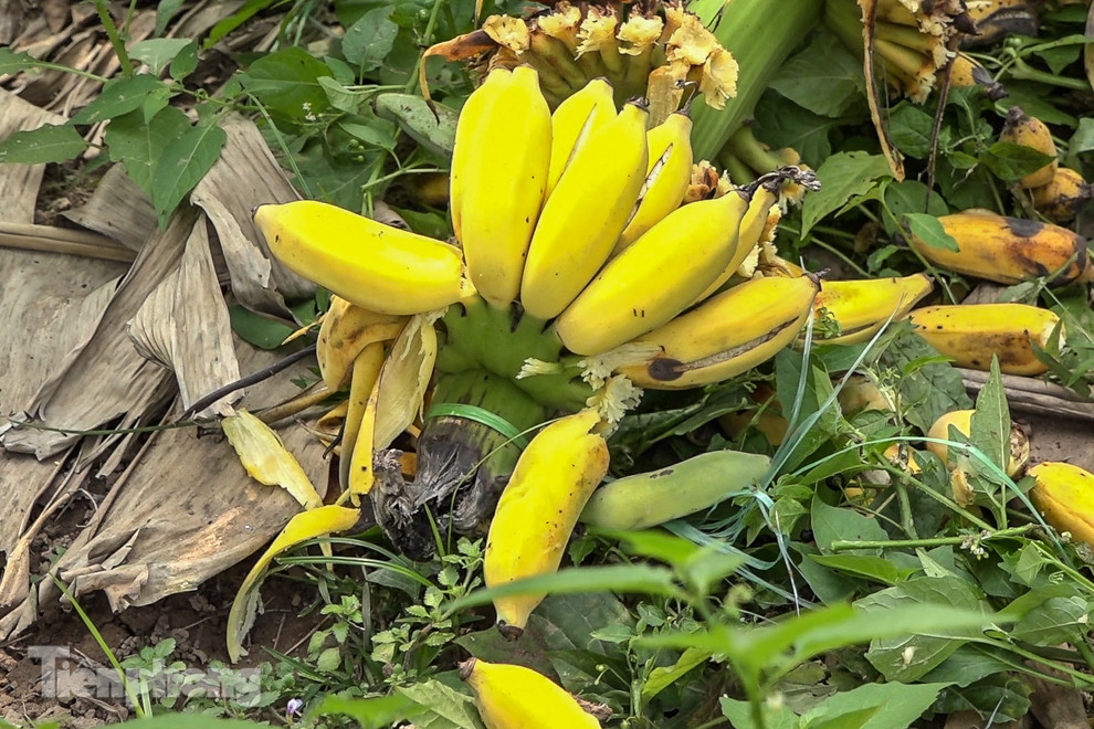 Nông dân Hưng Yên tự chặt bỏ hàng trăm gốc chuối ảnh 11