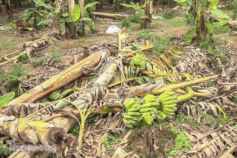 Nông dân Hưng Yên tự chặt bỏ hàng trăm gốc chuối ảnh 1